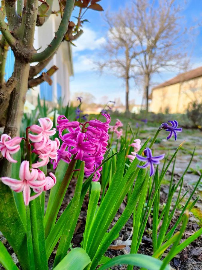 Ethno&Coffee House Tulip Bed & Breakfast Glozan Екстериор снимка